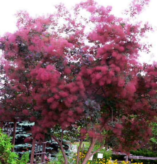 สโม๊ค บุช (Smoke Bush / Cotinus coggygria) บอนไซ / 30 เม็ด (UK)
