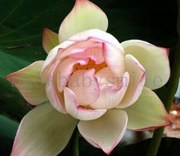 บัวอ่าง (Water Lily) สีชมพู / 5 เม็ด (นอก)