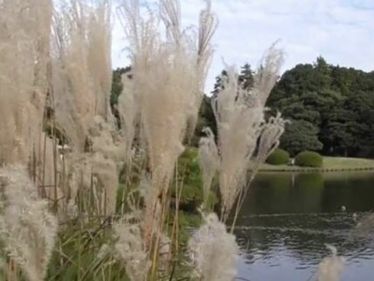 หญ้ามิสแคนทัส (Miscanthus sinensis) / 150 เม็ด (Spain)