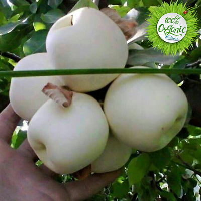 แอปเปิ้ลขาว (White Apple) / 10 เม็ด