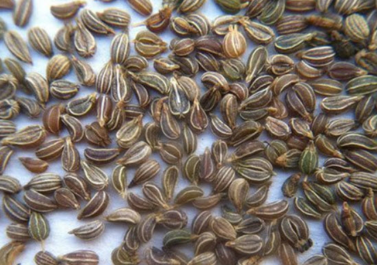 พาร์สลี่ย์ (Parsley Flat) / 1,000 เม็ด (Hungary)