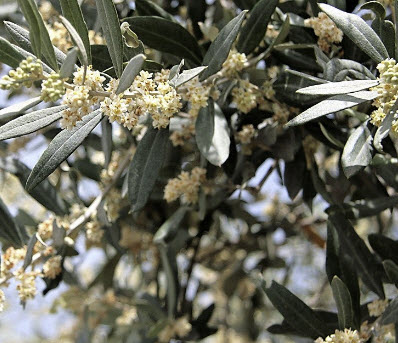 มะกอกแคนิโน (Canino Olive) หรือมะกอกดำ / 5 เม็ด (USA)