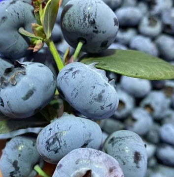 ต้นบลูเบอรี่-เล็กซี ต้นอายุ 3 ปี+ (Blueberry - LEXI) สูง 30-60 ซ.ม.