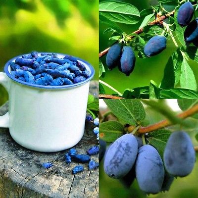 ฮันนี่เบอรี่ หรือแฮสแคป (Honeyberry / Haskap) / 200 เม็ด