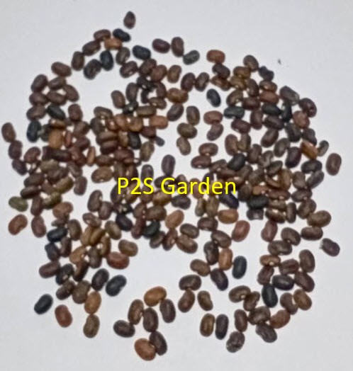 ถั่วผี หรือถั่วผีดอกม่วง / 25 เม็ด (P2S)