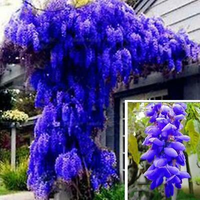 วิสทีเรียต้น (Wisteria tree) คละโทนสีฟ้า-น้ำเงิน / 5 เม็ด