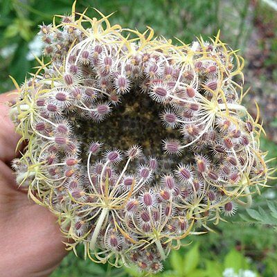 ควีน แอนส์ เลซ (Queen Anne's Lace) สีชมพู / 25 เม็ด (Australia)