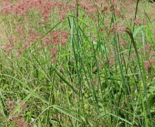 หญ้าดอกชมพู หญ้าชมพู pink grass 250 เม็ด (P2S)