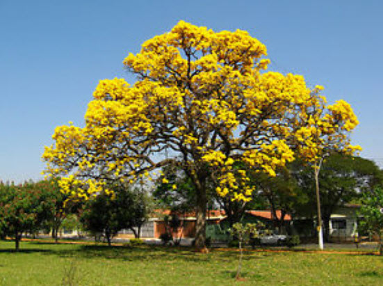 ศรีตรัง สีเหลือง (Jacaranda) / 3 เม็ด (Australia)