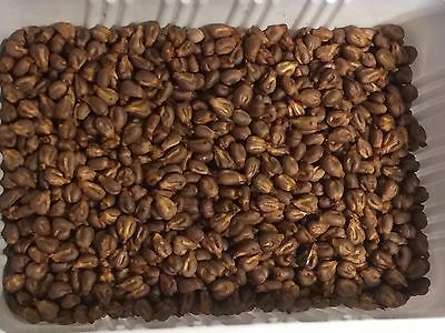 องุ่นดำเคียวโฮน้ำผึ้ง (Honey Kyoho Grape) / 10 เม็ด (USA)