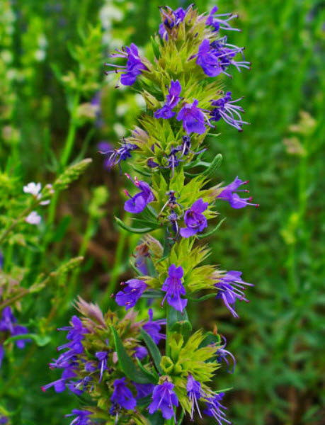 ฮิสซอฟ (Hyssop) / 1,000 เม็ด (UK)