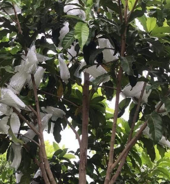 ต้นเอบิวไต้หวัน อะบิว เพาะเมล็ด ต้นใหญ่ สูง 90-110 ซ.ม. ผลใหญ่