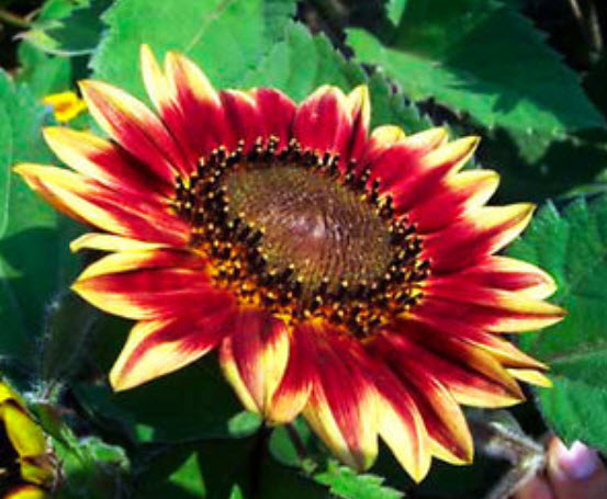 ทานตะวัน เรด ซัน (Red Sun Sunflower) สีแดงสด / 50 เม็ด (UK)