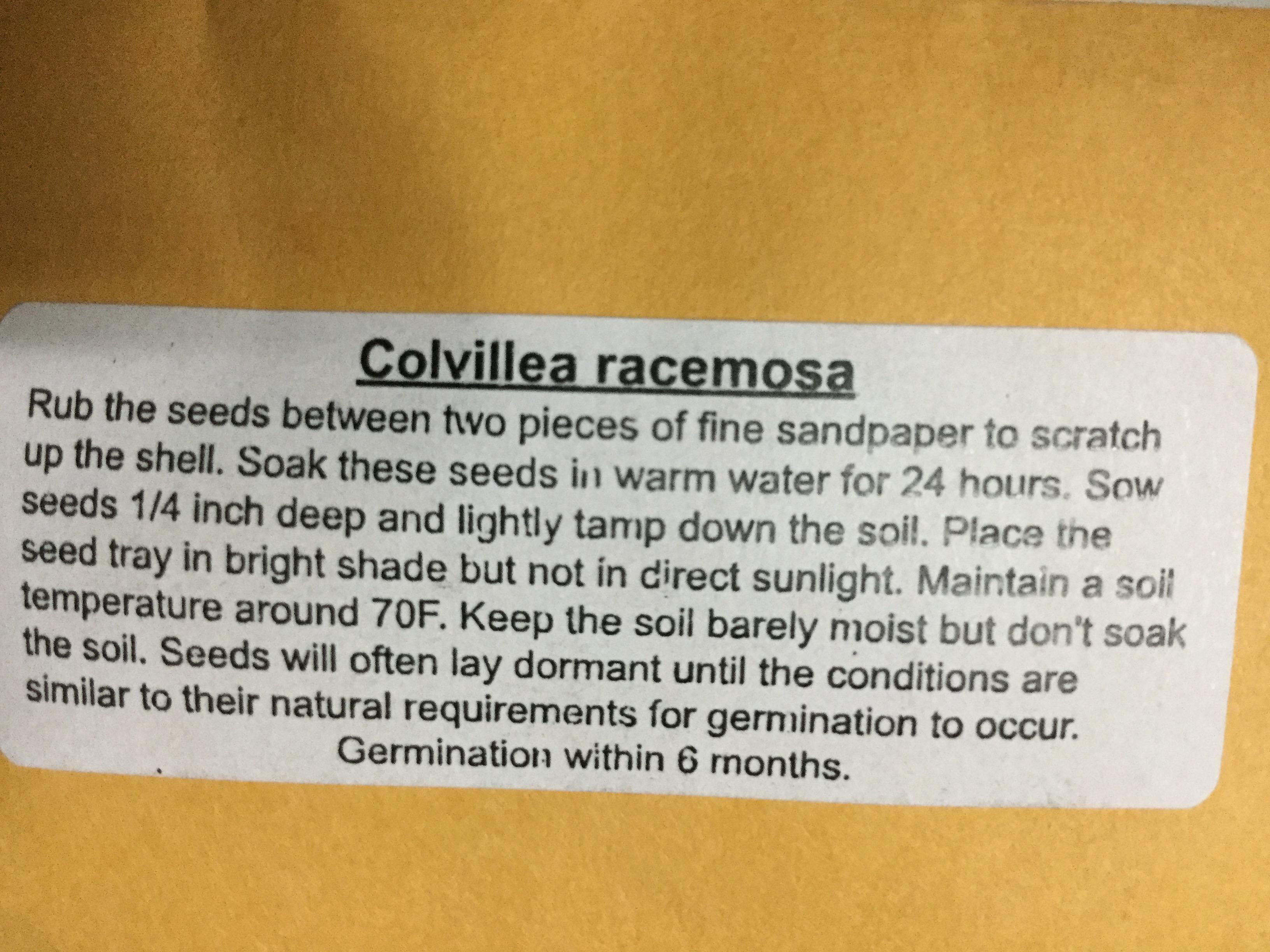 ทองพลุ (Colville's Glory) / 3 เม็ด (USA)