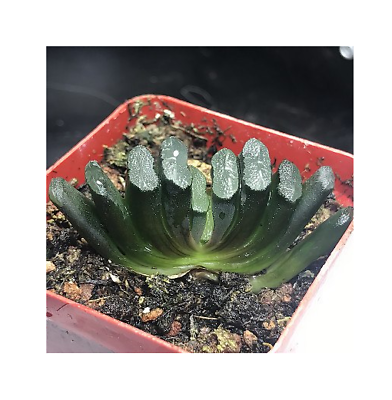 ฮาโวเทีย (Haworthia cooperi) คละ / 50 เม็ด