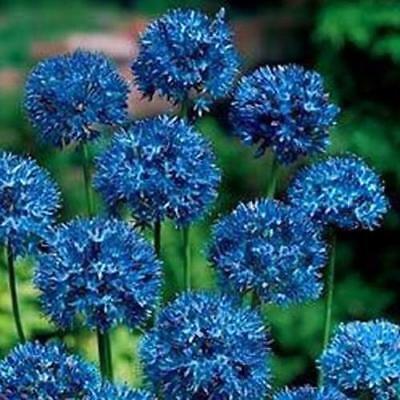โกลบ ธิสเซิล (Globe Thistle หรือ Echinops Ritro) สีฟ้า / 100 เม็ด (China)