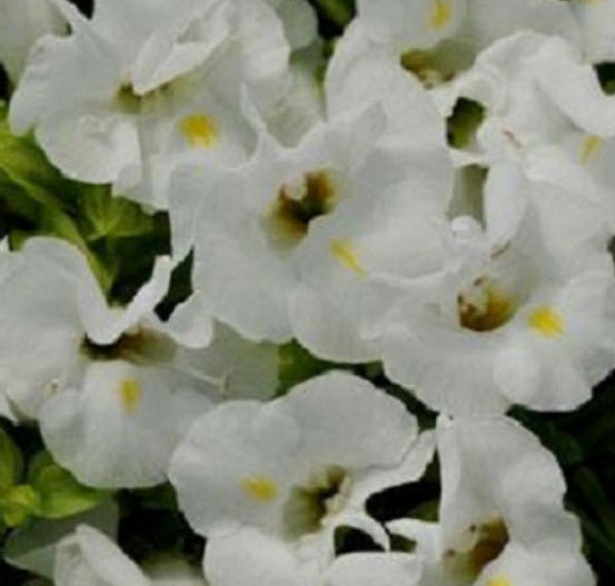 แววมยุรา คาวาอิ (Torenia - Kauai) สีขาว / 25 เม็ด (USA)