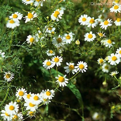 เยอรมัน คาโมมายล์ (German Chamomile) / 200 เม็ด (China)