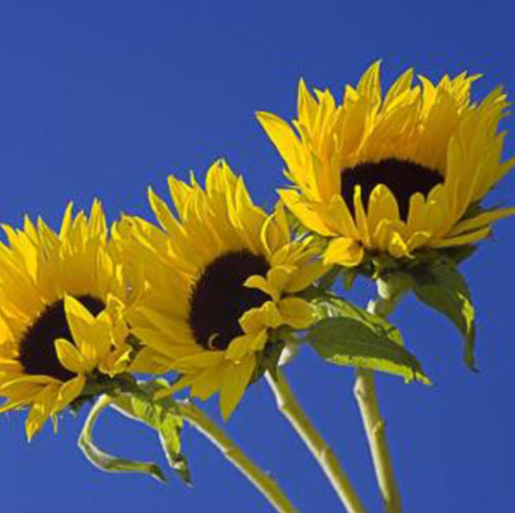 ทานตะวันเหลือง (Sunflower) / ซอง 15 เม็ด (A279)