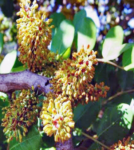 คารอป Carob พืชใช้แทนช็อคโกแลต โกโก้ ไม่มีคาเฟอีน / 20 เม็ด (Algeria)