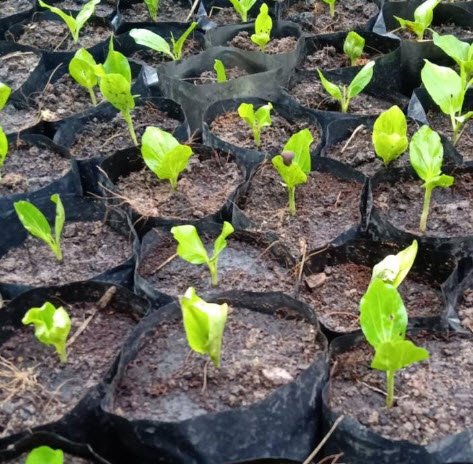 เบาบับ (Baobab) / 10 เม็ด