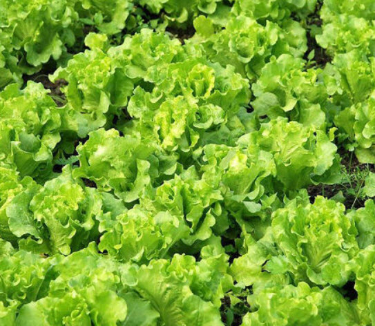 ผักกาดโรเมน (Romaine Lettuce) / 400 เม็ด (S001)