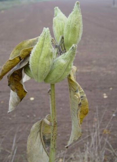 คอมม่อน มิลค์หวีด หรือนกหงส์หยก (Common Milkweed) / 50 เม็ด (Croatia)