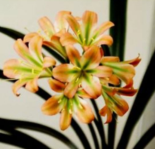 คลิเวีย (Clivia) ส้ม-เขียว / 5 เม็ด