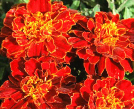 ดาวเรืองฝรั่งเศส (French Marigold) สีแดง / 45 เม็ด (UK)