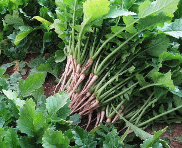 Young Radish [Honam Young Radish] / 300 เม็ด (Korea)