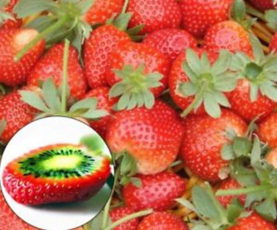กีวีสตรอเบอรี่ (Strawberry Kiwi) / 100 เม็ด