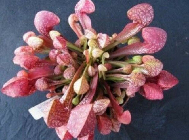 ซาราซีเนีย ปากนกแก้ว (Parrot Pitcher Plant) / 5 เม็ด (USA)