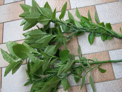 แสยกใบเขียว กิ่งตัดสด (30-40 ซ.ม.) / ท่อน