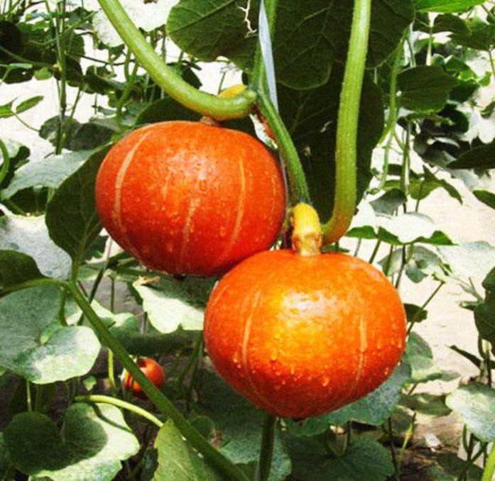 ฟักทอง โคมจีน (Blessing pumpkin) / ซอง 8 เม็ด (B081)