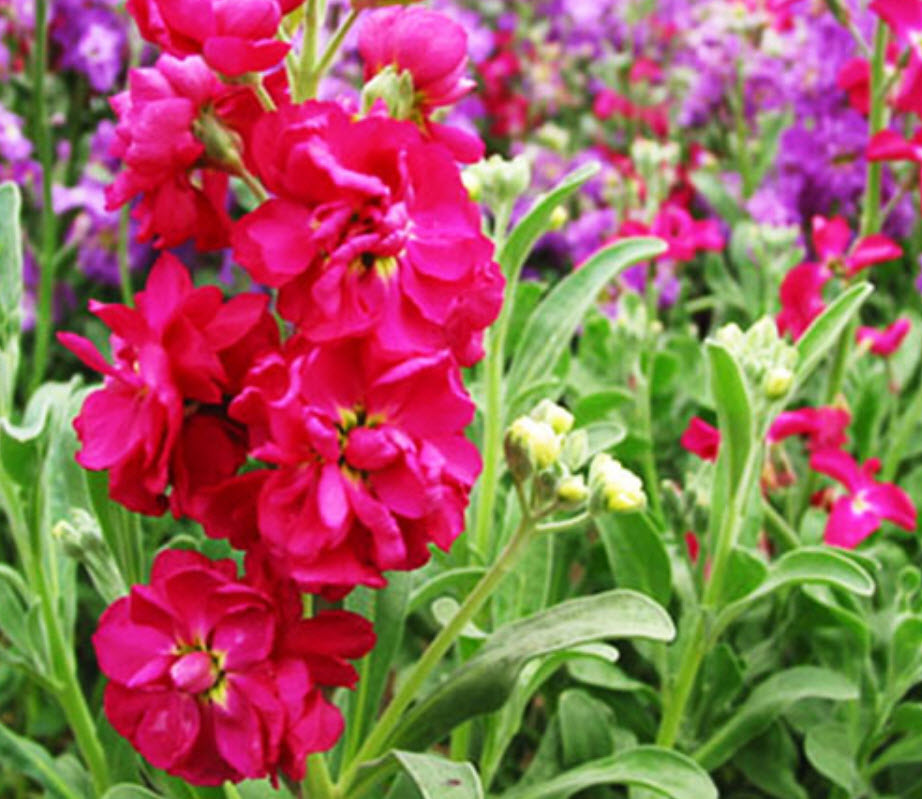 ไวโอเล็ต (Violet) คละสี / ซอง 50 เม็ด (A001)