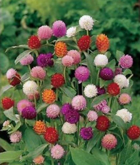บานไม่รู้โรย (Globe Amaranth) คละสี / 80 เม็ด (Lithuania)