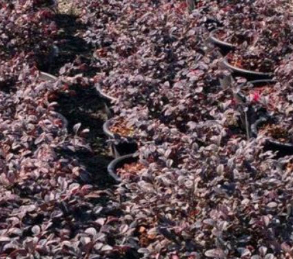 ต้นหงส์ฟู่ (Chinese Fringe Flower) กระถาง 8 นิ้ว สูง 30-45 ซ.ม. / ต้น