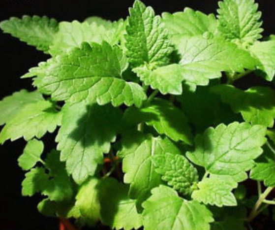 แค็ทนิพ หรือแค็ทมิ้นท์ (Catnip) / 800 เม็ด (นอก)