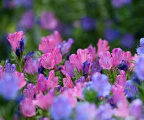 ไวเปอร์ บูกลอส - โรส เบ็ดเดอร์ สีชมพู (Vipor's Bugloss - Rose Bedder) / 50 เม็ด (USA)