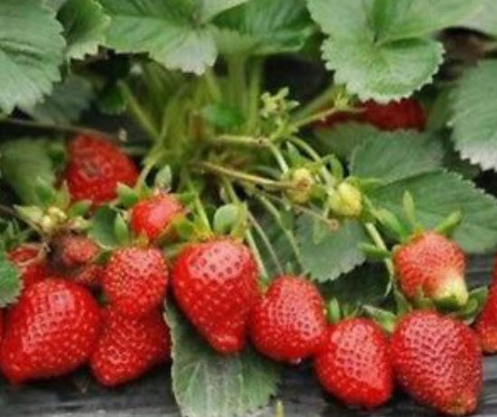 กีวีสตรอเบอรี่ (Strawberry Kiwi) / 100 เม็ด