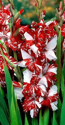 แกลดิโอลัส สีแดง-ขาว ดอกใหญ่ / 100 เม็ด