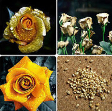 กุหลาบ สีทอง (Golden Rose) / 50 เม็ด (หายาก)