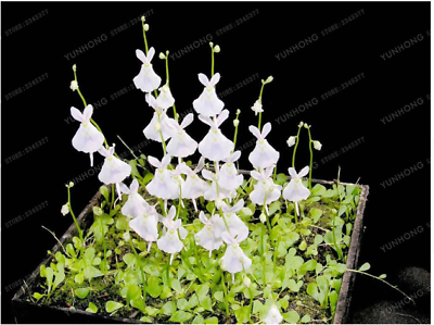 พืชกินสัตว์ White Rabbit Bladderwort / 100 เม็ด (นอก)