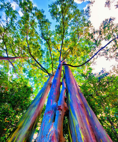 ต้นยูคาลิปตัสสีรุ้ง ยูคาสีรุ้ง สูง 70-100 ซ.ม. เพาะเมล็ดนำเข้า