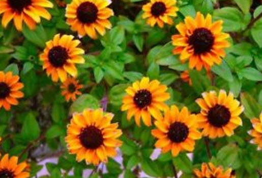 บานชื่นเลื้อย (Sanvitalia Procumbens) สีเหลือง / 260 เม็ด (UK)