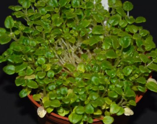 ซินนิงเกีย (Sinningia bullata) / 5 เม็ด (Austria)