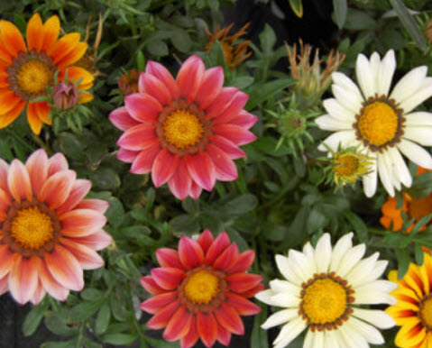 กาซาเนีย - ซันชายน์ (Gazenia - Sunshine) พันธุ์ดอกใหญ่พิเศษ คละ / 150 เม็ด (UK)