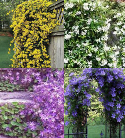 มะลิเลื้อย (Climbing Jasmine) คละสี / 25 เม็ด (China)
