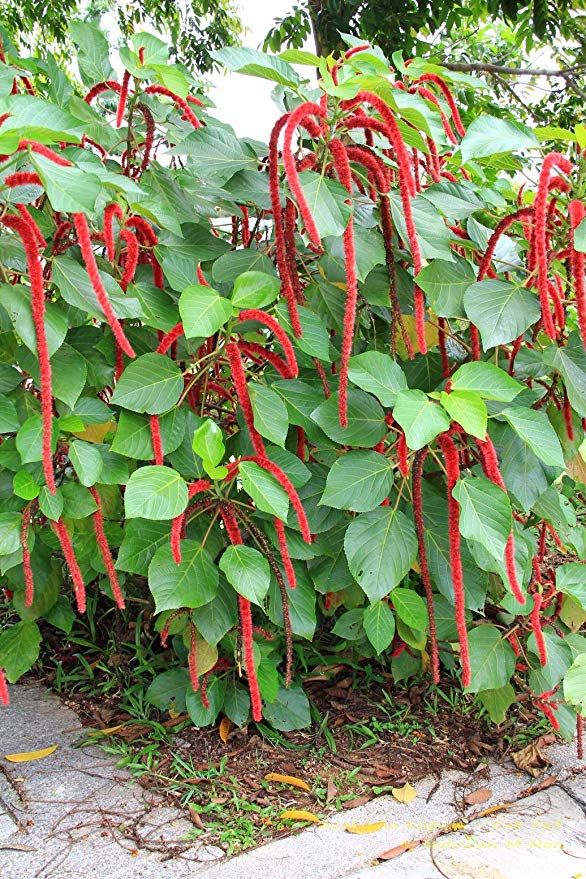 หางกระรอกแดง (Chenille plant) คละสี / 100 เม็ด