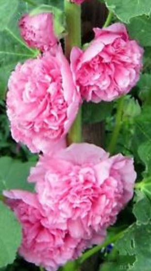 ฮอลลี่ฮ็อคชมพู (Pink Hollyhock) / 50 เม็ด (Ukraine)